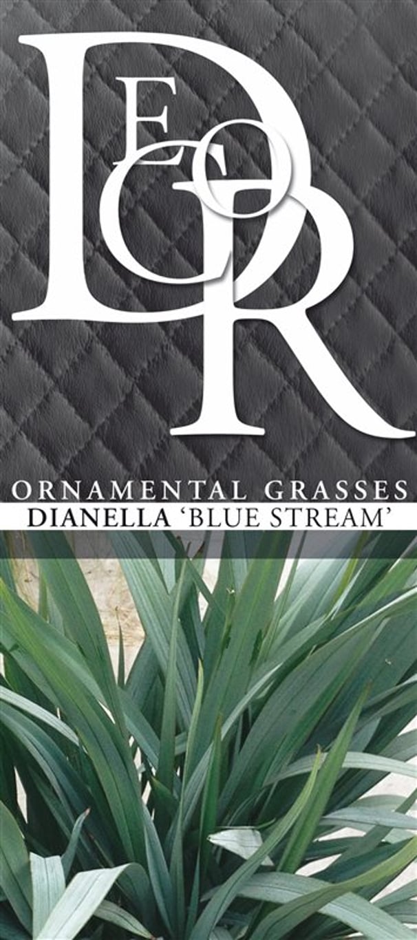 Dianella Blue Stream - C2